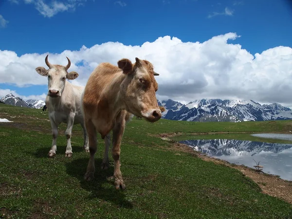 İnekler dağlık çayırlarda otlar ve fotoğrafçıya yaklaşmaya çalışırlar. Dağların arka planında inekler. Svaneti. Georgia 