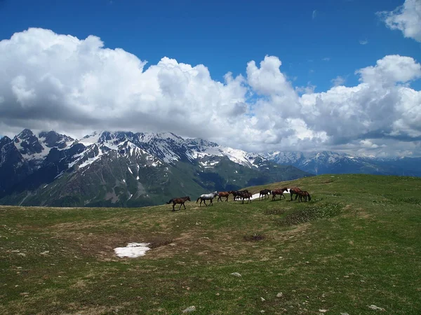 Atlar dağ yamacında bulutlu bir gökyüzü ve dağların arka planında yürür.