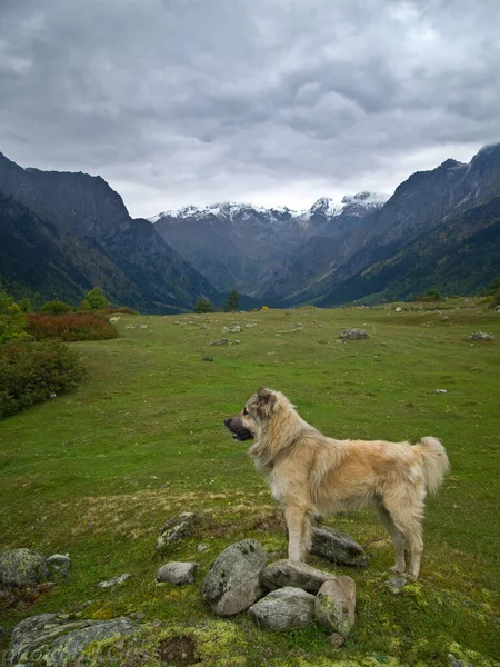 Köpek, dağların arka planında ve bulutlu bir gökyüzünde dinleniyor.