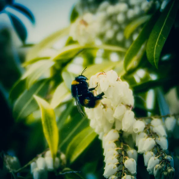 Solitary Bumblebee Pollinating Pierisjaponica Pieris Ericaceae Shrub Evergreen — стокове фото