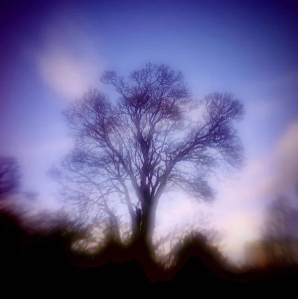 Folk Horror Inspired Images Of Trees And Skies. — Fotografia de Stock