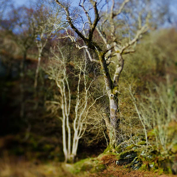 Folk Horror Inspired Images Of Trees And Skies. — Stockfoto