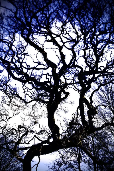Folk Horror Inspired Images Of Trees And Skies. — Foto de Stock