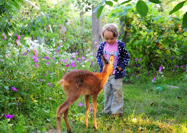 Девушка с оленем на природе ребенок кормит оленя и штрихи она одета в голубую одежду — стоковое фото