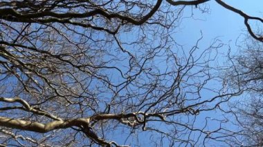 Bulutsuz ilkbaharın mavi gökyüzüne karşı bir ağacın çıplak dalları