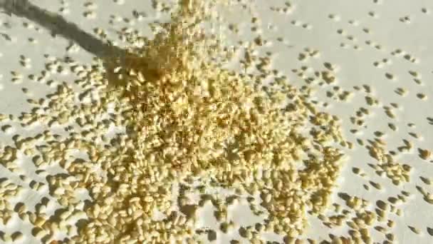 Sesame close-up grains sprinkled — Stock Video