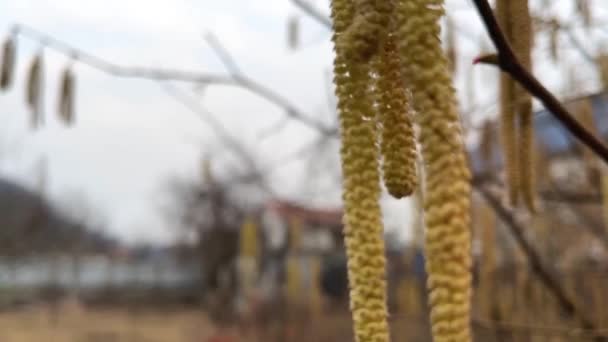 Весенние березовые ветви на ветру крупным планом — стоковое видео
