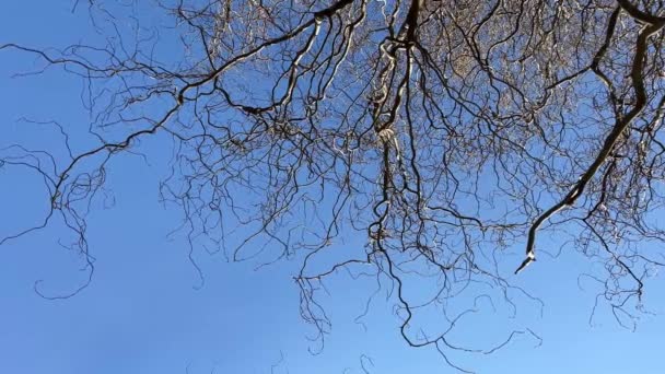 在无云的早春蓝天的映衬下，树梢光秃秃的 — 图库视频影像