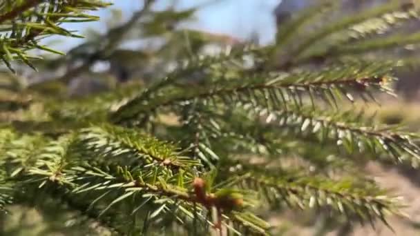 Ветви елки — стоковое видео