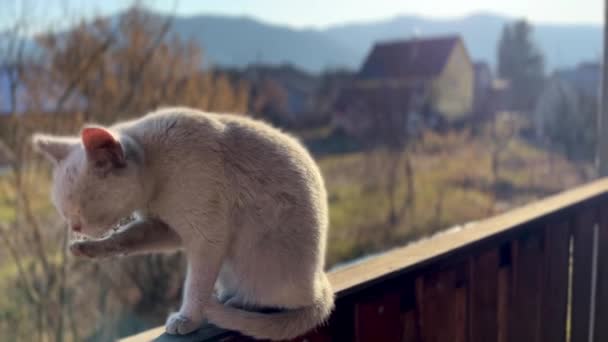 Um gato rafeiro branco sujo lava a cabeça com as patas em uma aldeia contra o pano de fundo das montanhas em uma cerca de madeira — Vídeo de Stock