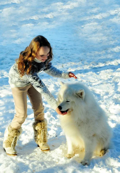 Девочка-подросток играет с собакой Самоед породы собаки пушистый белоснежный и большой она играет на улице в снегу обнимает и весело девушка красивая и молодая она каштановые волосы — стоковое фото