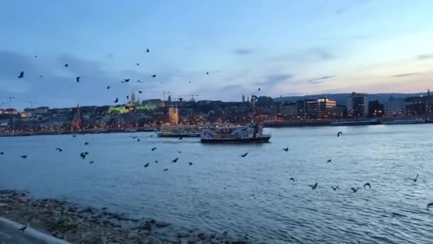 Donau med ett fartyg på kvällen flyger en hel del kråkor och duvor i fjärran bron på kvällen mycket vacker allt i blått 03.04.22 Donau Ungern — Stockvideo