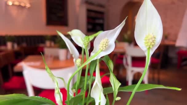 Hermoso restaurante con flores y manteles rojos — Vídeo de stock