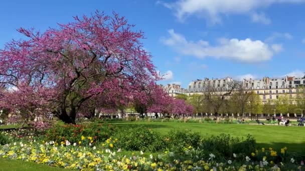 Vicino al Louvre in un bellissimo parco alberi fioriti 12.04 22 Parigi Francia — Video Stock