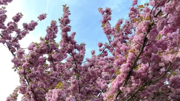 Цветущие розовые цветы в парке — стоковое видео