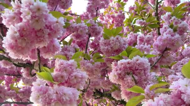 Bloeiende roze bloemen in het park — Stockvideo