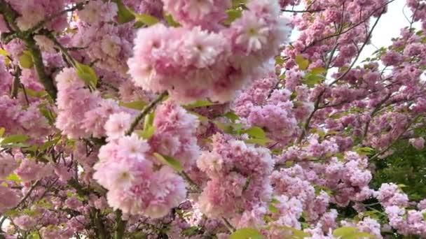 Цветущие розовые цветы в парке — стоковое видео