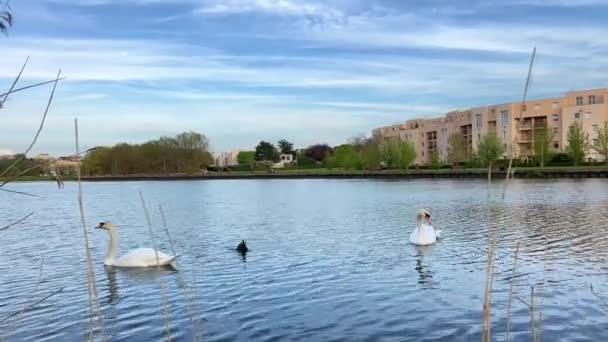 Лебеди в озере Торси 11.04.22. Торси, Париж Франс — стоковое видео