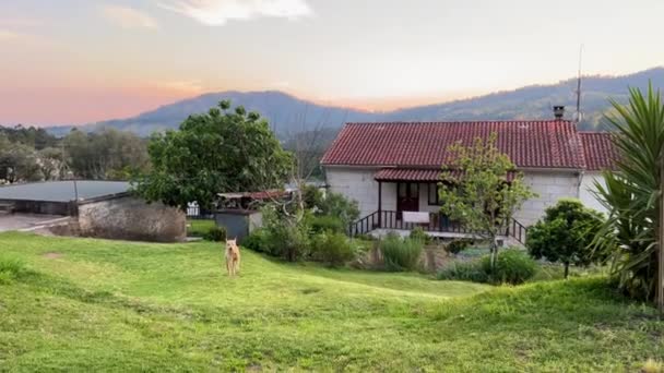 Perro corre en cámara en cámara lenta alrededor de la naturaleza de montaña en casa en portugal — Vídeos de Stock