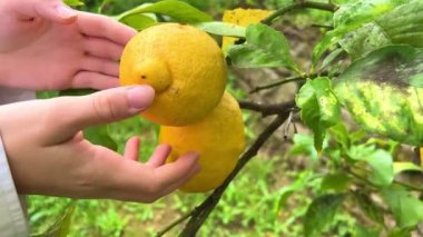Limon toplayan eller Ağaçtan limon koparan