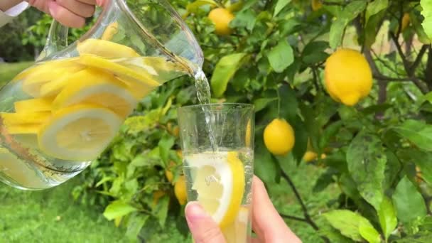 Z przezroczystego dzbanka na tle drzewa cytrynowego, lemoniadę wlewa się do szklanego zbliżenia szklanki — Wideo stockowe