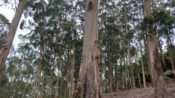 Hoge eucalyptusbomen in het Portugese bos op de achtergrond enorme honderdjarige stenen. Hoge kwaliteit 4k — Stockvideo
