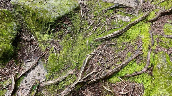 Boden und Wurzeln des Baumes sind mit Moos bedeckt — Stockfoto