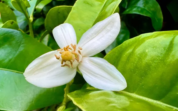 grapefruit flower grapefruit tree camera zooms in behind the leaves and sees many grapefruit fruits