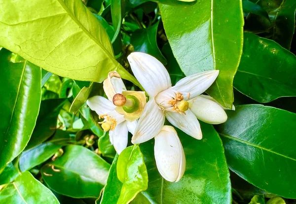 grapefruit flower grapefruit tree camera zooms in behind the leaves and sees many grapefruit fruits