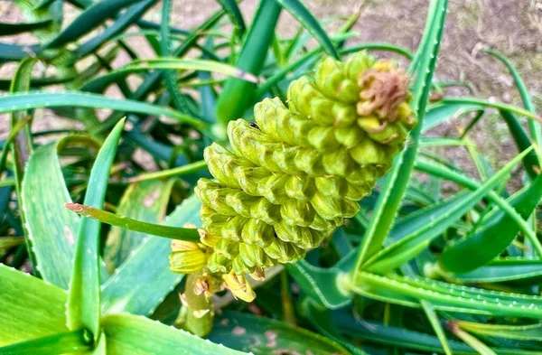Aloe květinová léčivá rostlina v přírodě — Stock fotografie