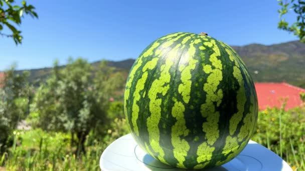 Round green watermelon lies against the backdrop of mountains close-up in the frame weather bright bright Sunny — Stock Video