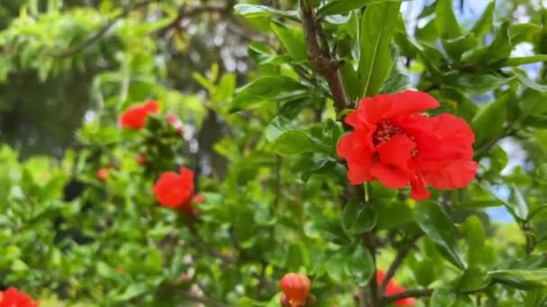 Brillante flor de granada roja en un arbusto en Portugal — Vídeos de Stock