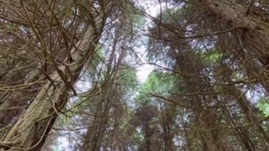 Portekiz 'de orman yüksek güçlü ağaçlar
