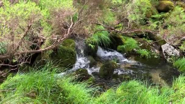 Um riacho com água espinhosa clara na selva — Vídeo de Stock