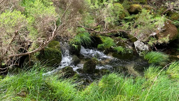 Un ruisseau avec une eau claire et épineuse dans la jungle — Photo