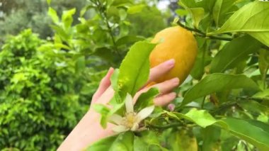 Dişi eller olgun bir limonu koparır ağaçta yeşil yapraklar ve limon çiçekleri vardır.