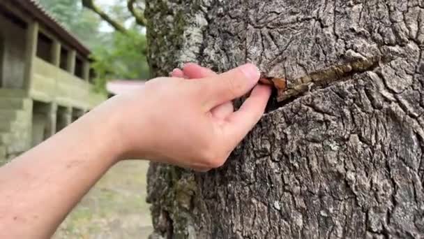 软木橡木是一种常绿树，原产于欧洲西南部和北非，属于山毛榉科橡木属. — 图库视频影像