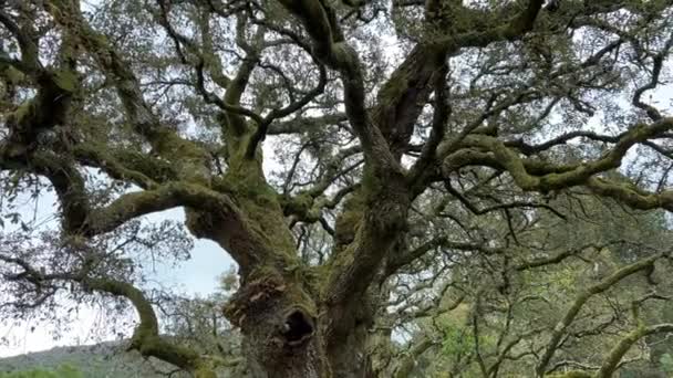 A parafa tölgy egy örökzöld fa, amely Délnyugat-Európában és Észak-Afrikában őshonos, a bükk családba tartozó tölgyfafajok közé tartozik.. — Stock videók