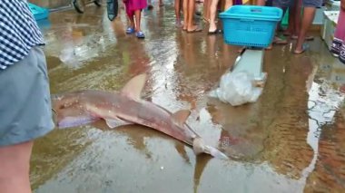 Hint Okyanusu kıyısındaki Mirissa 'daki Sri Lanka' da bir balık pazarı. Balıkçılar avlarını gemiyle getirirler ve farklı balık köpekbalıkları, ton balıkları ve daha birçok renkli balık satarlar.