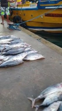 Hint Okyanusu kıyısındaki Mirissa 'daki Sri Lanka' da bir balık pazarı. Balıkçılar avlarını gemiyle getirirler ve farklı balık köpekbalıkları, ton balıkları ve daha birçok renkli balık satarlar.