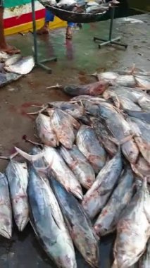 Hint Okyanusu kıyısındaki Mirissa 'daki Sri Lanka' da bir balık pazarı. Balıkçılar avlarını gemiyle getirirler ve farklı balık köpekbalıkları, ton balıkları ve daha birçok renkli balık satarlar.