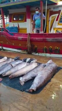 Hint Okyanusu kıyısındaki Mirissa 'daki Sri Lanka' da bir balık pazarı. Balıkçılar avlarını gemiyle getirirler ve farklı balık köpekbalıkları, ton balıkları ve daha birçok renkli balık satarlar.