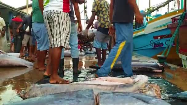 Mercado Peixe Sri Lanka Mirissa Costa Oceano Índico Pescadores Trazem — Vídeo de Stock
