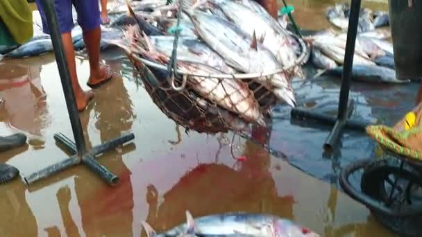 Mercado Peixe Sri Lanka Mirissa Costa Oceano Índico Pescadores Trazem — Vídeo de Stock