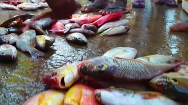 Targ Rybny Sri Lance Mirissie Wybrzeżu Oceanu Indyjskiego Rybacy Sprowadzają — Wideo stockowe