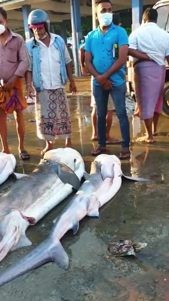 在斯里兰卡的印度洋沿岸米里萨岛的鱼市场上 渔民们把捕获的鲨鱼带上船 出售不同种类的鲨鱼 金枪鱼和其他五彩斑斓的鱼 — 图库视频影像