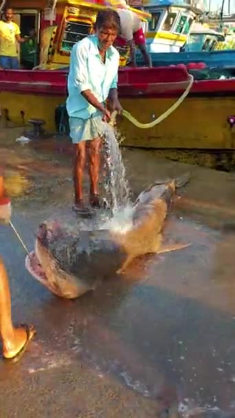 Rekin Targu Rybnym Sri Lance Mirissie Wybrzeżu Oceanu Indyjskiego Rybacy — Wideo stockowe