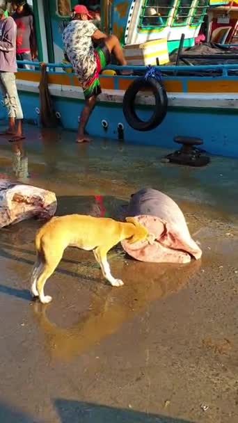 Ein Fischmarkt Sri Lanka Mirissa Der Küste Des Indischen Ozeans — Stockvideo