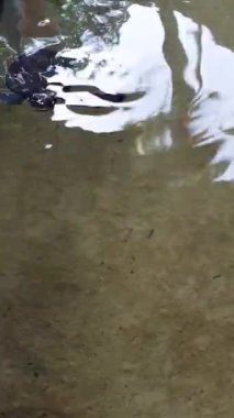 Vahşi doğada tropikal deniz kaplumbağası. Deniz kaplumbağası güneş ışığında mavi suda yavaşça yüzüyor. Vahşi yaşam üzerine dalış. Su altında sakin yüzen güzel yeşil kaplumbağa doğayla baş başa..