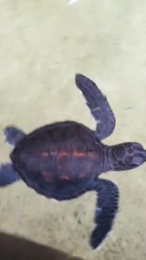 Küçük yavru kaplumbağalar akvaryumda yüzer, elle alınır ve kameraya daha yakın gösterilir ve birkaç günlük temiz suya geri bırakılır. Yüksek kaliteli görüntüler